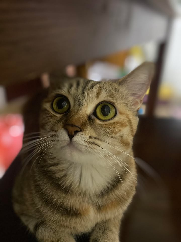 Nhà đẹp Ngọc Thụy 41m² giá 6 tỷ - Ô tô qua cửa, sổ cất két!