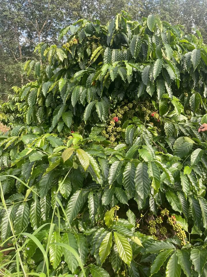 Farm đất đỏ Đắk Lắk 1,1ha giá 2.3 tỷ - Bán gấp, thu nhập ổn định!