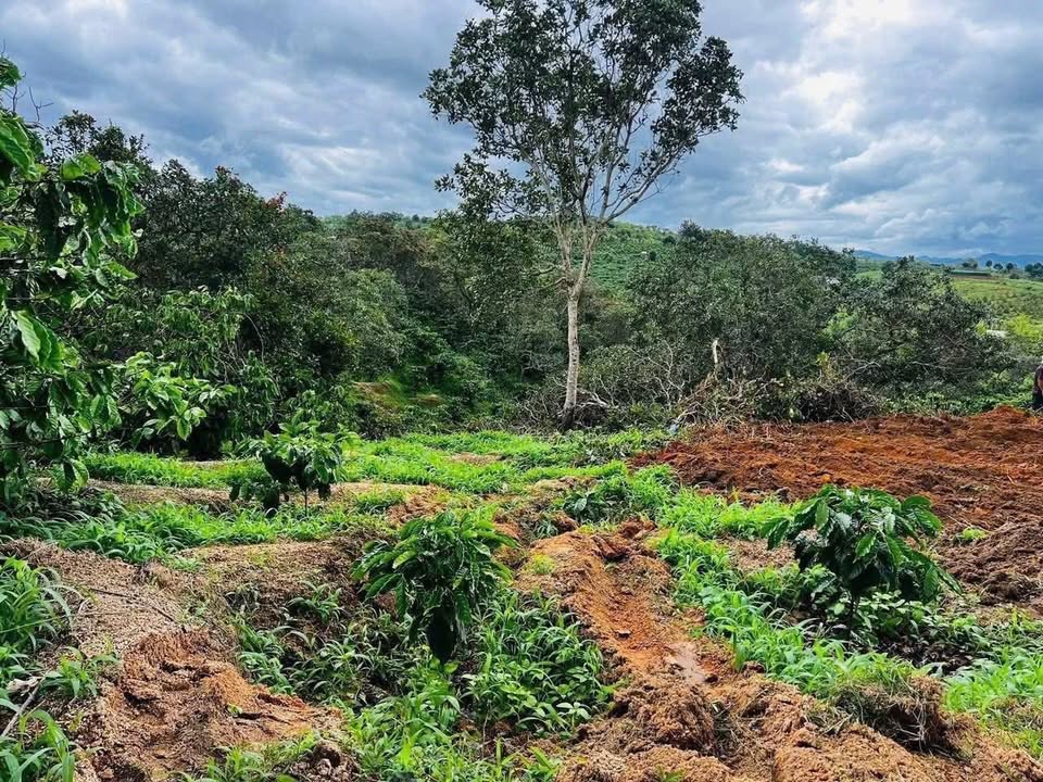 Lô đất đẹp tại xã Ea Khal, huyện Ea H’leo, 1440m² giá chỉ 280 triệu - Cơ hội đầu tư tuyệt vời!