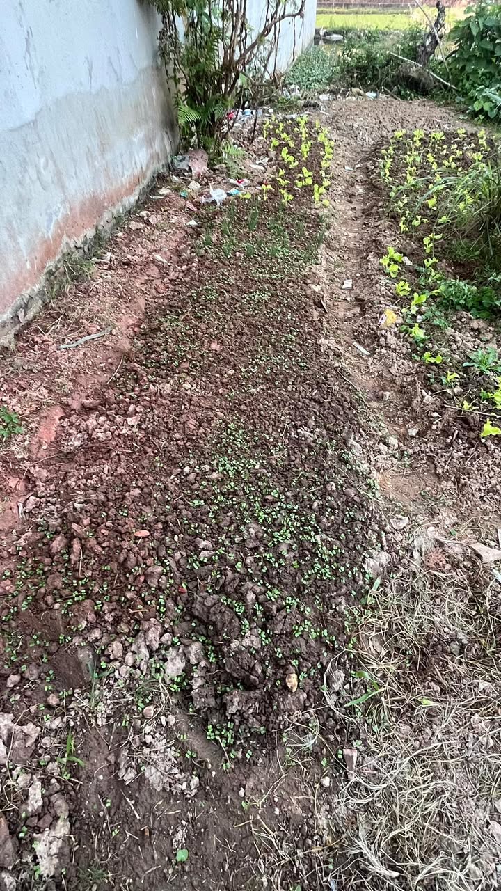 Đất thổ cư 230m² tại thôn Chàng, Việt Tiến - Giá 1.8 tỷ, mặt tiền đẹp!