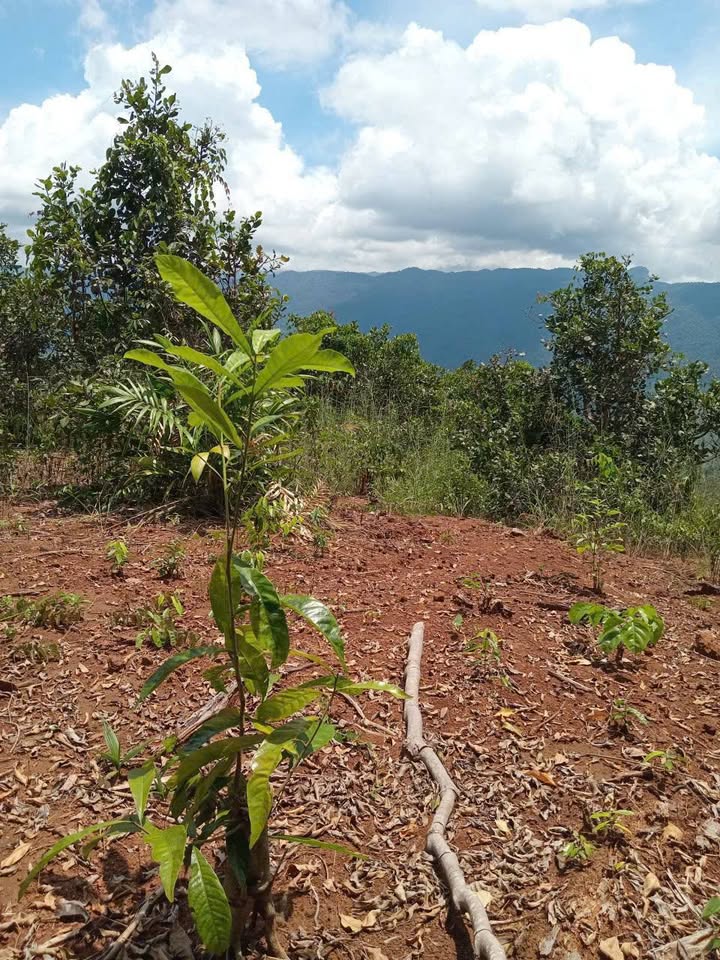 Đất nền Đạ Huoai 1ha giá 700 triệu - Thích hợp cho đầu tư cây trồng!