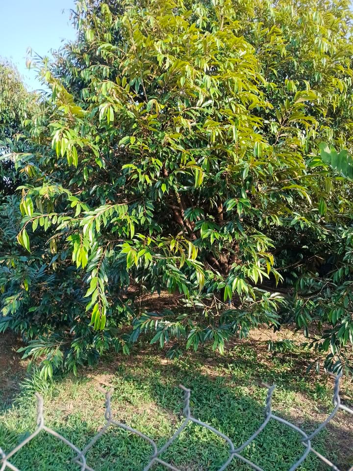 Đất nền Đạ Huoai 384m² giá 3.456 tỷ - Sổ đỏ chính chủ, thuận tiện đầu tư!