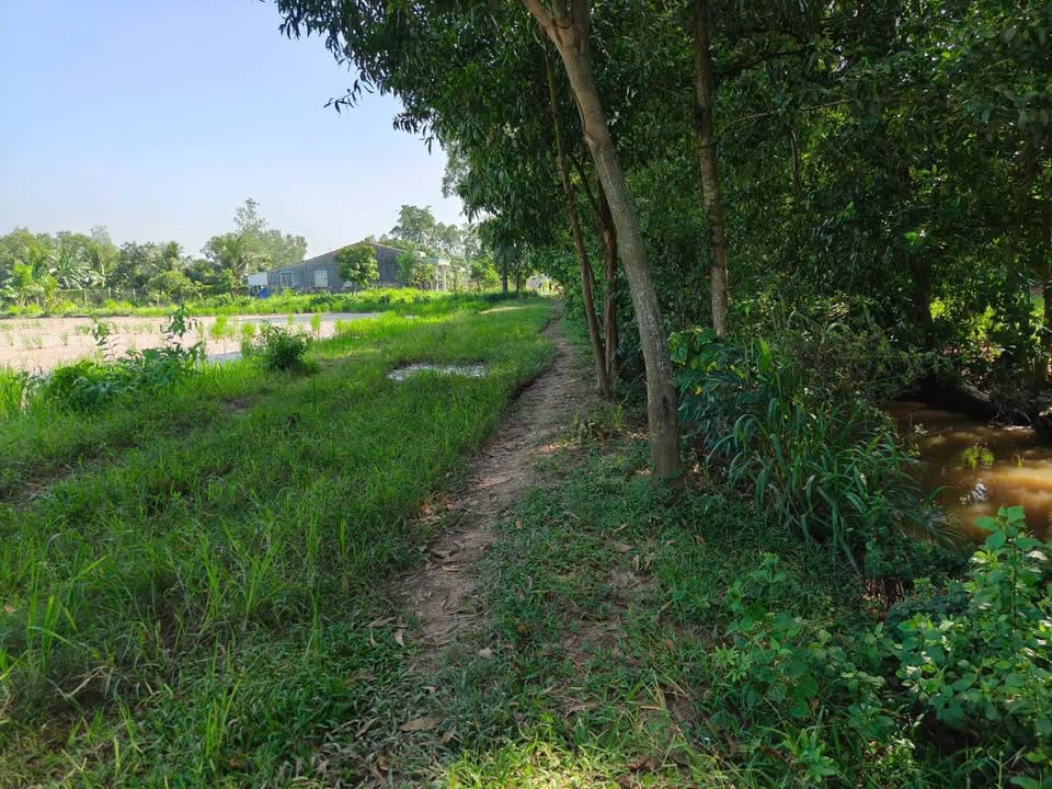 Đất nông nghiệp Trà Vinh 4800m² giá 3.5 tỷ - Mặt tiền bờ kênh lớn