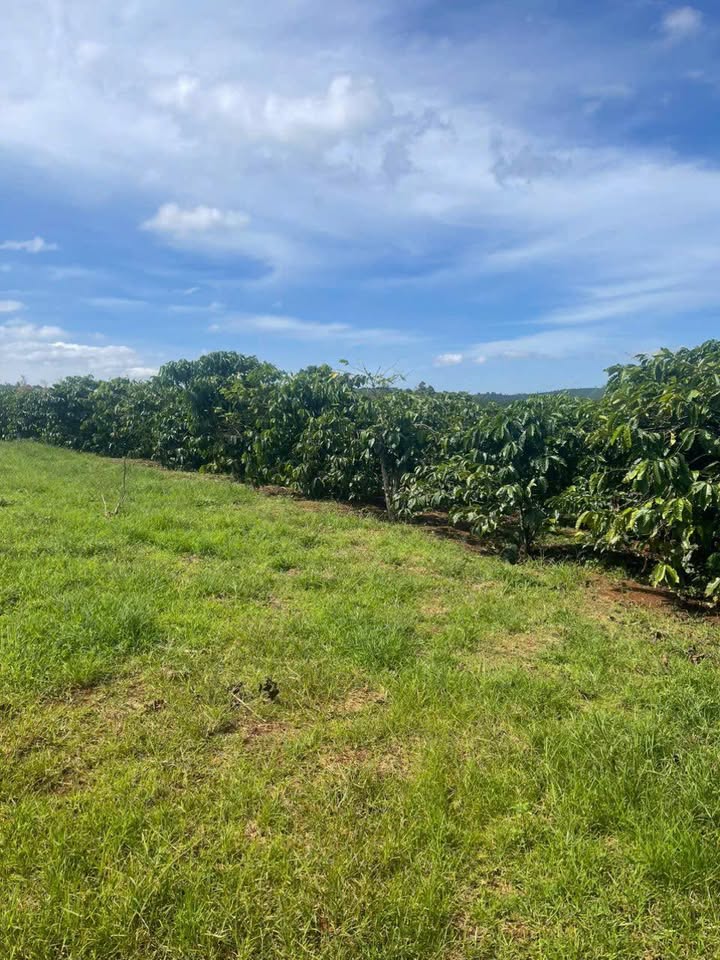 Đất thổ cư 1,6ha mặt đường nhựa Tân Thượng - Giá chỉ 774 triệu, thương lượng nhẹ!