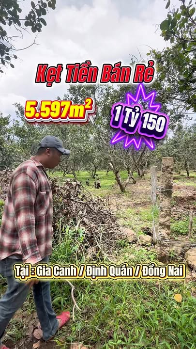 Đất nền Gia Canh Định Quán 5.597m² giá 1.15 tỷ - Chất đất tốt, sổ đỏ chính chủ!