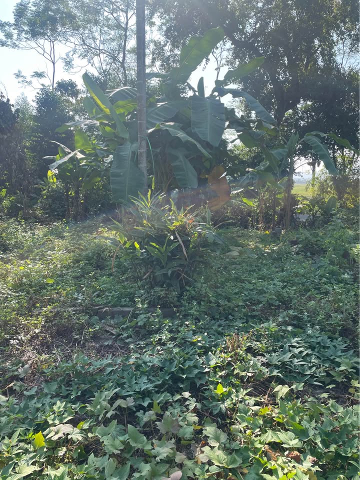 Đất thổ cư Tổ 6 Ỷ La 130m² - View thoáng, ô tô vào tận nơi!