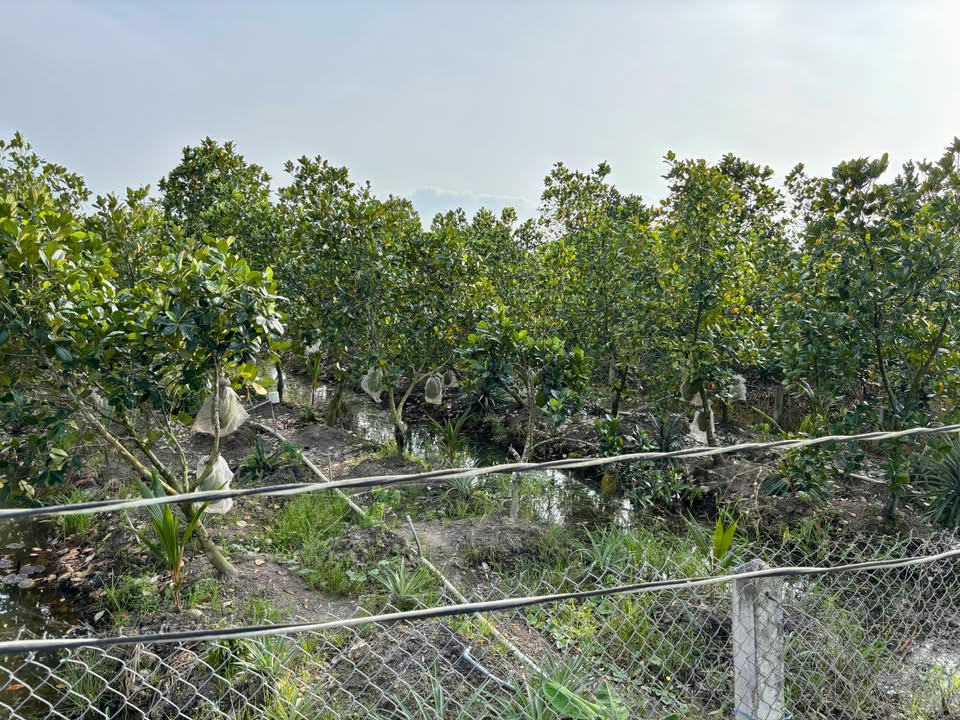 Bán vườn 2.199m² tại Điềm Hy, Châu Thành, Tiền Giang - Giá chỉ 1.429 tỷ, view kênh đẹp!