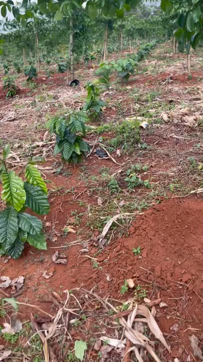 Đất đỏ trồng cây tại Ea Khal 2ha giá 4 tỷ - Ô tô tận nơi!