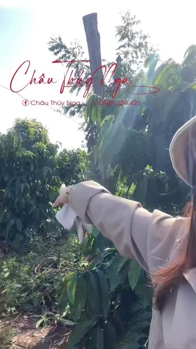 Đất nông nghiệp 3ha tại Ea Ral, Đắk Lắk - Giá chỉ 660 triệu - Đầu tư tiềm năng!