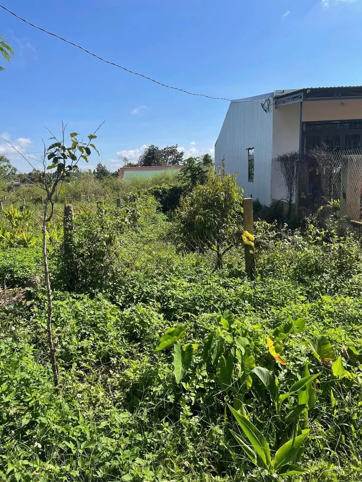 Đất mặt tiền Trần Cảnh, Krông Năng 150m² giá 1 tỷ - Cơ hội đầu tư tuyệt vời!