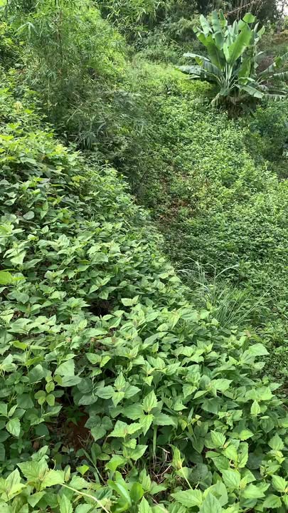 Farm 5000m² tại Nam Sơn, Krông Nô - Bán gấp chính chủ!