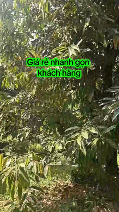 Vườn sầu riêng 2160m² tại Hậu Mỹ Phú, Cái Bè - Bán gấp giá thỏa thuận!