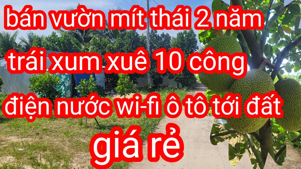 Vườn mít thái 10 công tại Tân Phú, Thanh Bình - Trái xum xuê, giá thỏa thuận!