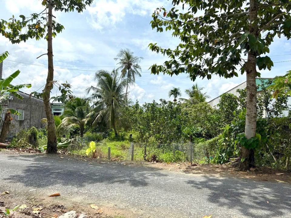 Đất vườn lộ nhựa tại Bình Minh Vĩnh Long 1505m² giá 1.95 tỷ - Cơ hội đầu tư hấp dẫn!