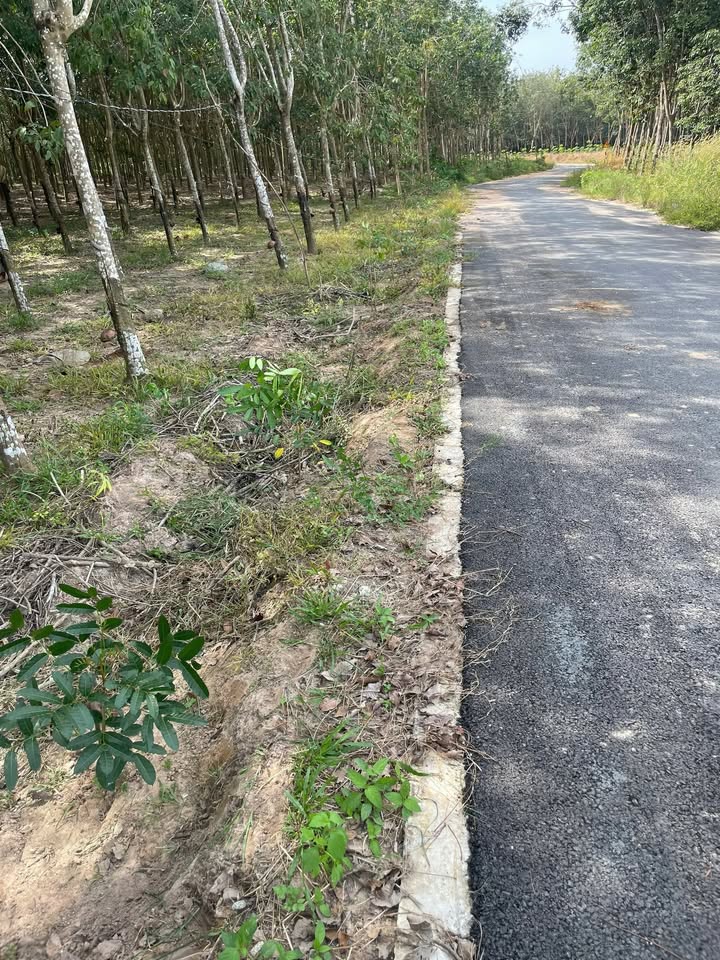 Đất nền Chánh Phú Hòa Bến Cát 8400m² giá 21 tỷ - Cơ hội đầu tư tuyệt vời!