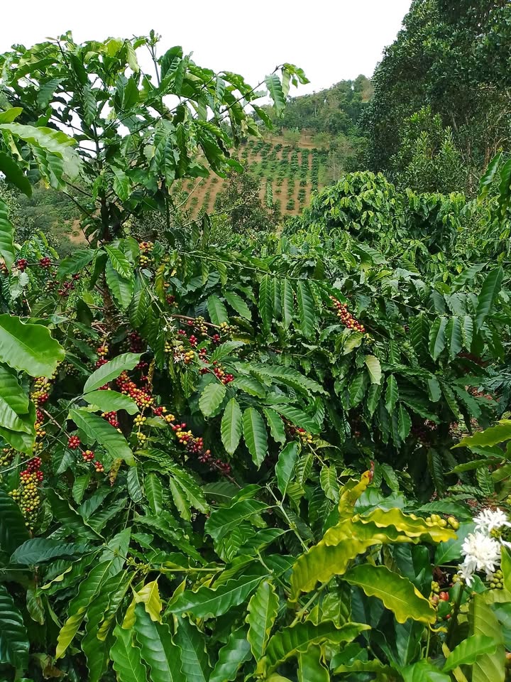 Đất nền Đắk Ha 6200m² giá 900 triệu - Sổ đỏ chính chủ, thương lượng