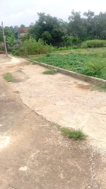 Đất thổ cư 100m² tại Thọ Phú, Triệu Sơn - Giá chỉ 300 triệu!