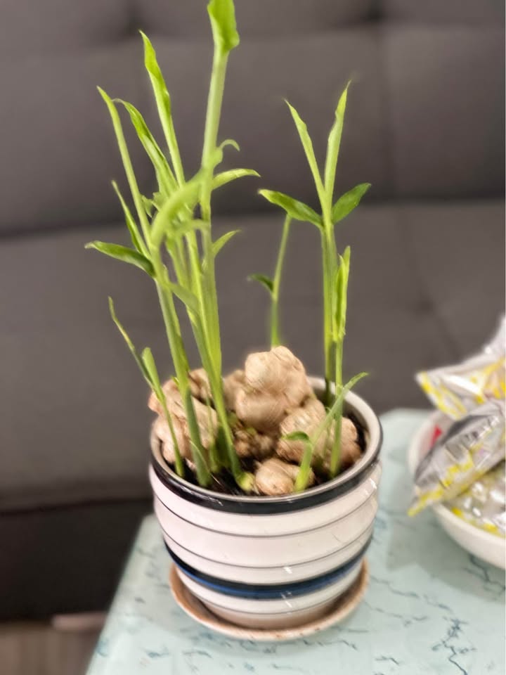 Đất thổ cư Phong Nẫm 200m² giá 790 triệu - Gần hồ bơi Quốc Hùng