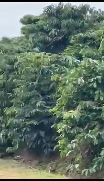 Đất Lâm Bồ Phúc Thọ 1ha giá chỉ 3.5 tỷ - Cơ hội đầu tư tuyệt vời!