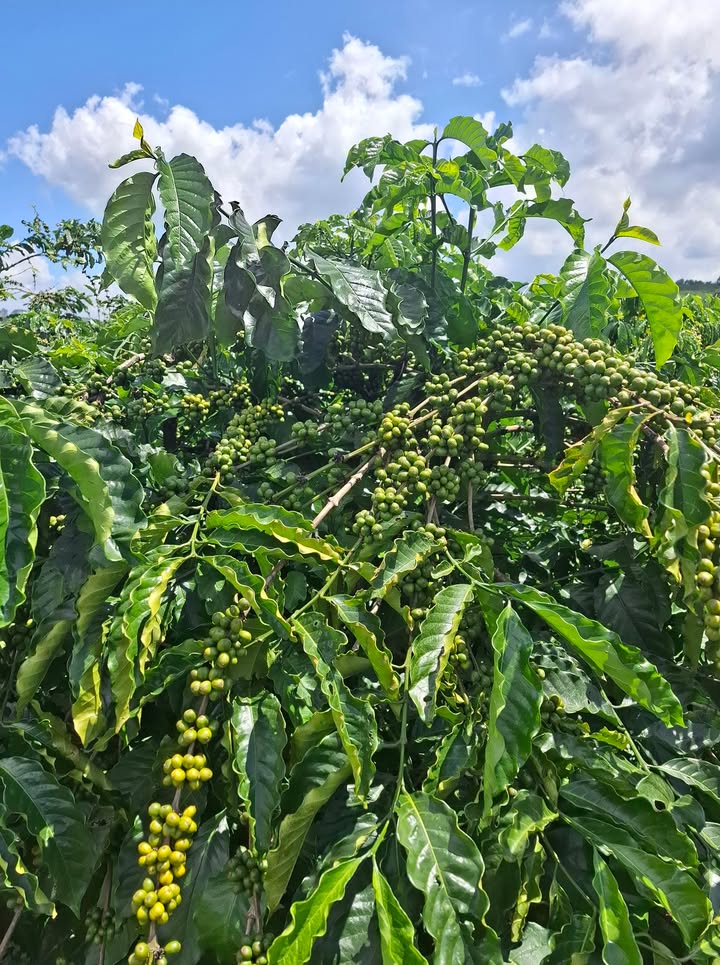 Farm Gung Ré Di Linh 8000m² giá 400 triệu - Cơ hội đầu tư tốt!