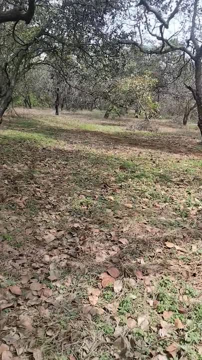 Đất nền xã Đắk Ơ, Bù Gia Mập 180m² giá 1.8 tỷ - Cơ hội đầu tư tuyệt vời!