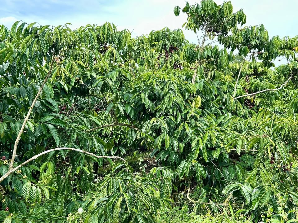 Đất nền Hẻm Trương Định, Bảo Lộc 2329m² giá 1.25 tỷ - Vườn cà phê view đẹp!