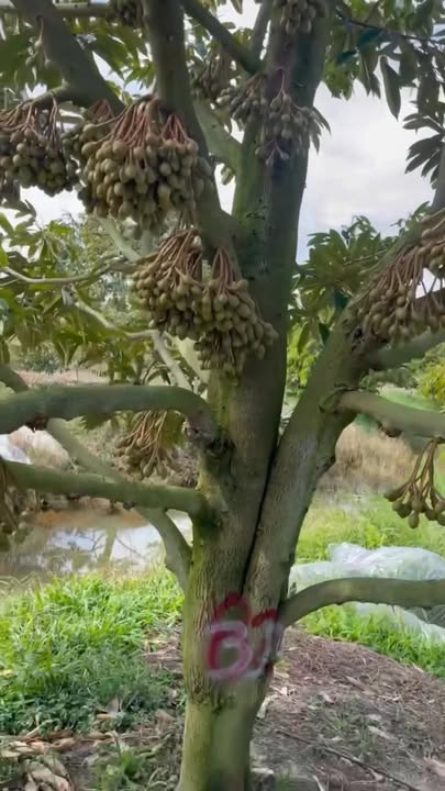 Farm 10.000m² sầu riêng Thái tại Tam Nông, Đồng Tháp - Giá chỉ 450 triệu!