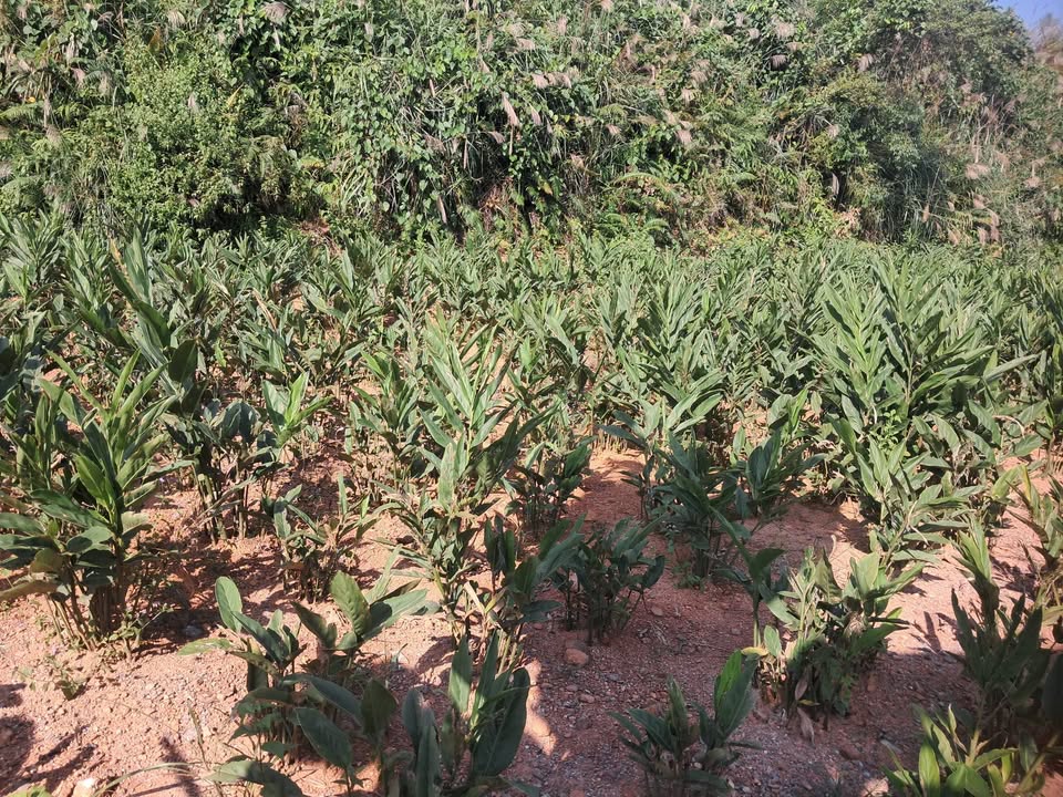 Đất vườn 1500m² tại xã Giới Phiên, giá chỉ 1 tỷ - Cơ hội đầu tư tuyệt vời!