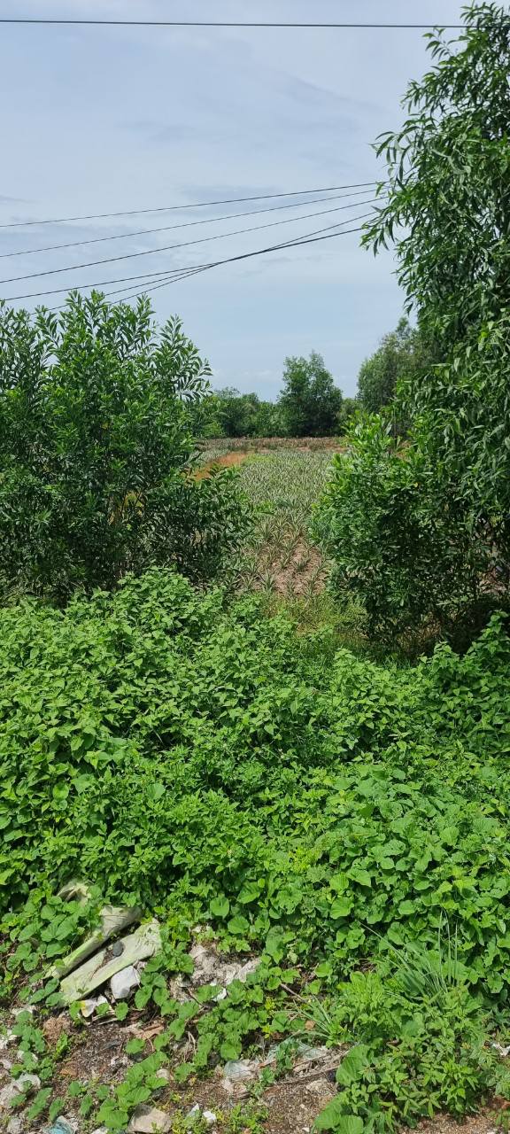 Đất Mặt Tiền Lộ N2, Xã Thạnh Lợi, Bến Lức 1712m² giá 56.42 tỷ - Phù hợp làm kho xưởng!