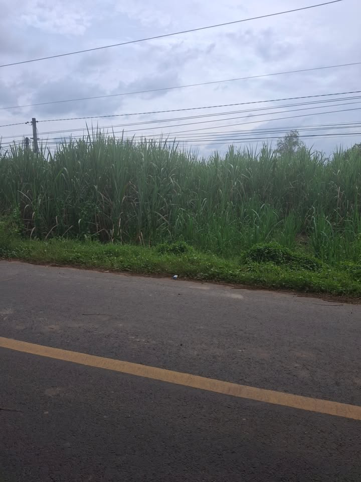 Đất hai mặt tiền Bình Châu, Châu Thành 1540m² giá 1.155 tỷ - Sổ đỏ chính chủ!