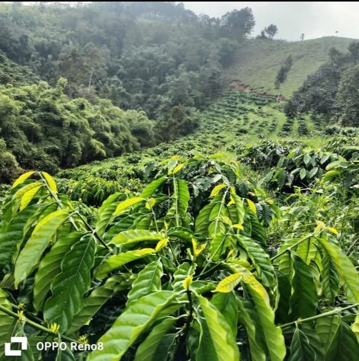 Đất nền Tam Bố Di Linh 20000m² giá 1.5 tỷ - Cơ hội đầu tư sinh lời!