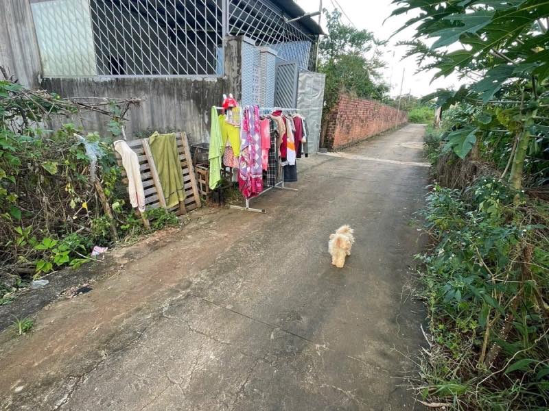 Đất nền thổ cư Cư Êbur, Buôn Ma Thuột 125m² giá 1.25 tỷ - Đường thông ô tô vào tận nơi!