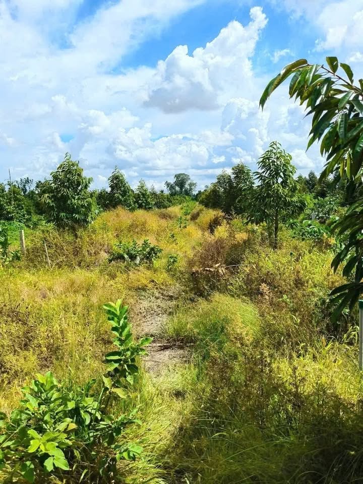 Đất thổ cư 3000m² xã Thanh Mỹ, Tháp Mười - Giá chỉ 1.2 tỷ, đầu tư sinh lời!