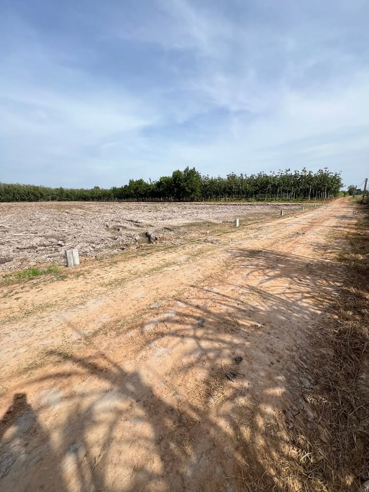 Đất nền tại ấp Nam Bến Sỏi, Ninh Điền, 1015m² giá chỉ 199 triệu - Đầu tư sinh lời ngay!