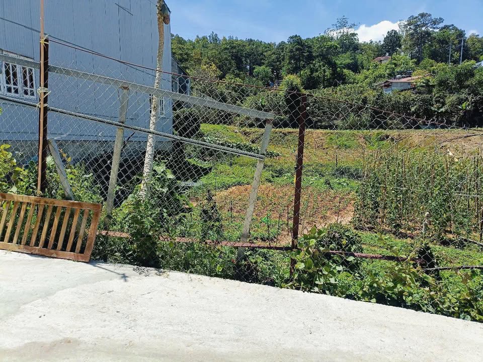 Đất thổ cư 249m² Trần Thái Tông, Đà Lạt giá 8.5 tỷ - Đầu tư sinh lời ngay!