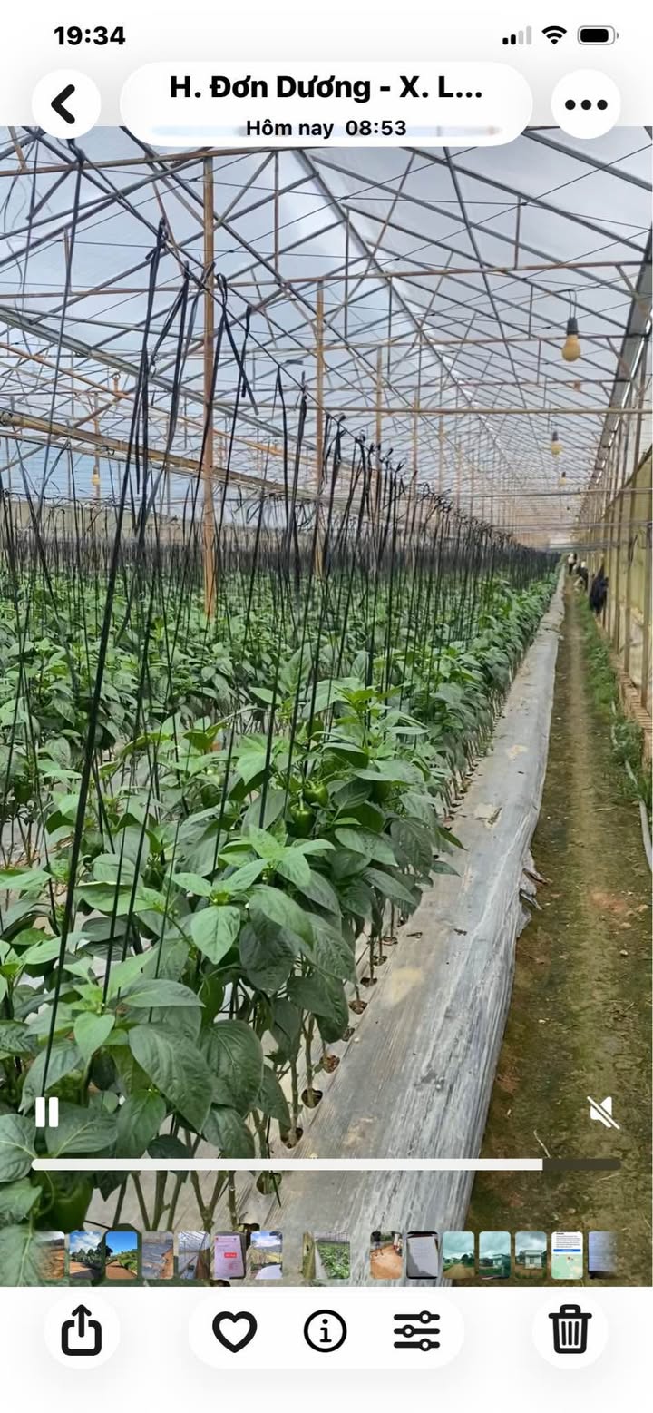 Farm 54000m² tại Lạc Bình, Đơn Dương - Giá 6.6 tỷ - Nhà kính cao cấp