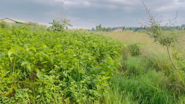 Đất thổ cư 750m² xã Tân Văn, Lâm Hà chỉ 9 tỷ - Cơ hội đầu tư tốt!