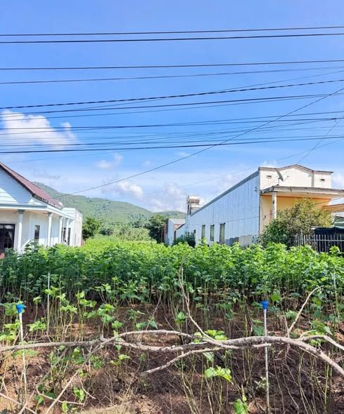 Đất mặt tiền Quốc lộ 27, Hiệp Thạnh, 226m² - Tiềm năng kinh doanh lớn!