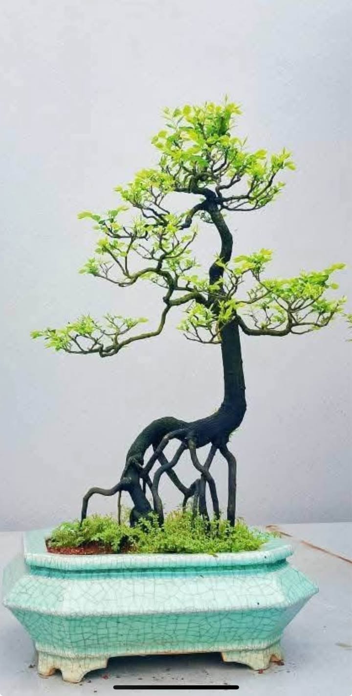 Đất nền Ngô Mây, Kon Tum 250m² giá 110 triệu - Cơ hội đầu tư hiếm có!