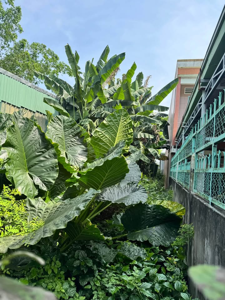 Đất mặt tiền Nguyễn Thị Thập, Mỹ Tho 264m² giá 7.99 tỷ - Vị trí đắc địa cho kinh doanh!