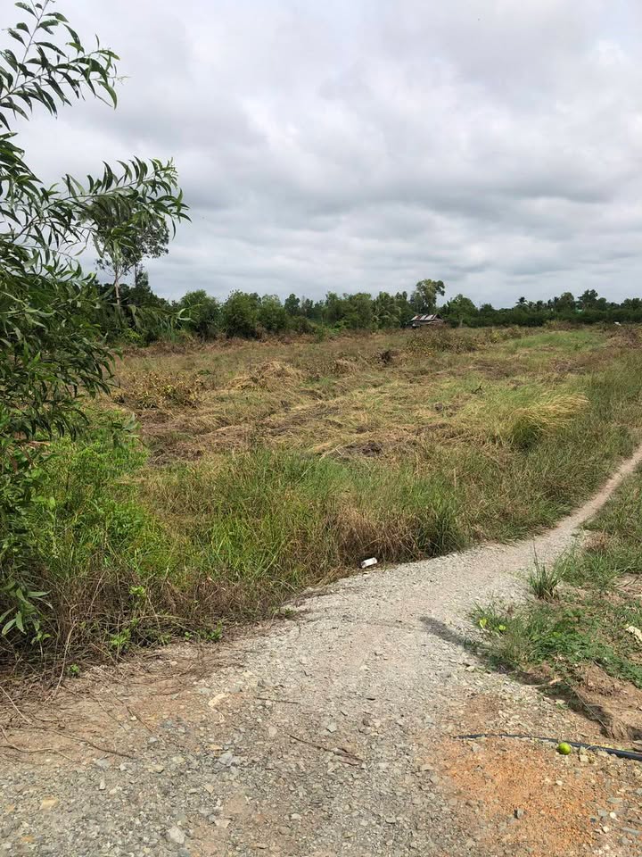 Đất vườn 2618m² tại Thạnh Lợi, Bến Lức - Giá chỉ 1.309 tỷ - Đầu tư sinh lời ngay!