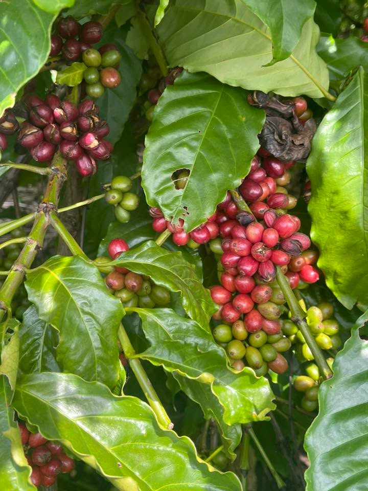 Lô rẫy cà phê xen sầu riêng 2045m² giá 4 tỷ - Sổ hồng chính chủ!