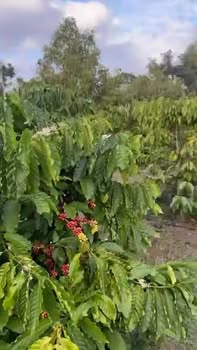 Farm Đắk Lắk 1,2ha giá thỏa thuận - Tiềm năng thu nhập cao!