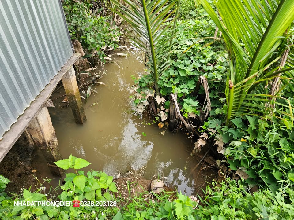 Đất nông nghiệp 4800m² tại Phú Sơn, Chợ Lách giá 800 triệu - Cơ hội đầu tư hấp dẫn!