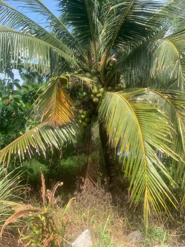 Đất nền mặt tiền đường nhựa Tân Mỹ, Ba Tri, Bến Tre 200m² - Giá chỉ 300 triệu thương lượng!