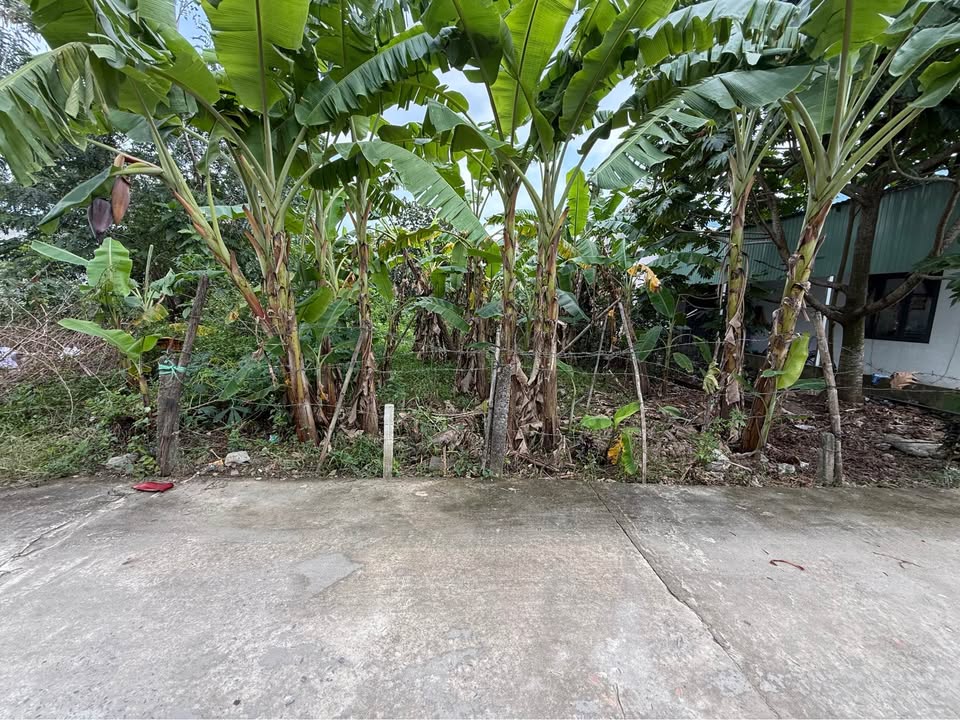 Đất nền Hòa Khánh 150m² giá 1.6 tỷ - Vị trí đẹp, dân cư đông đúc!