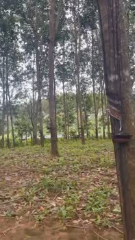 Đất nền 6000m² tại Ea Khal, Đắk Lắk chỉ 700 triệu - Đường ô tô tới nơi!