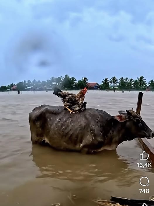 Đất thổ cư mặt tiền đường Sông Lu, xã Hòa Phú, Củ Chi 7952m² - Giá tốt, sẵn sàng giao dịch!