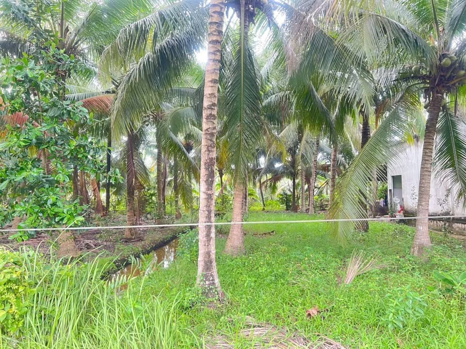 Đất nền Phú Tân Bến Tre 500m² giá 1 tỷ - Cơ hội đầu tư hấp dẫn!