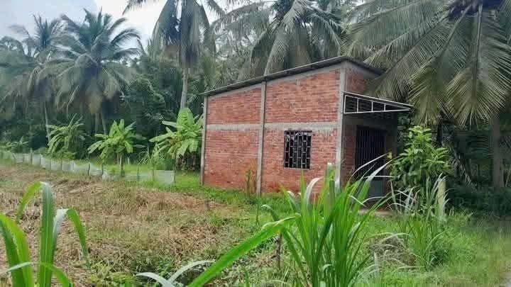 Đất nền Phước Mỹ Trung, Mỏ Cày Bắc 500m² giá 295 triệu - Cơ hội đầu tư hấp dẫn!